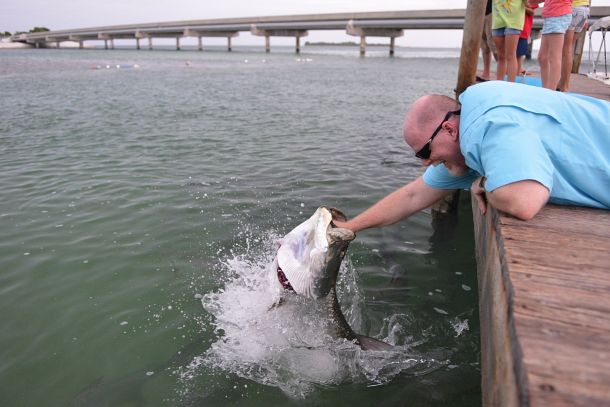 Crazy leaping tarpon!